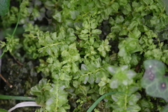 Plagiomnium undulatum