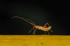 Ragwelellus rubrinus