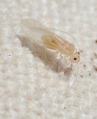 Valenzuela perplexus