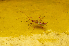 Ragwelellus rubrinus