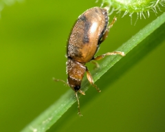 Rhyzobius chrysomeloides