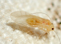 Valenzuela perplexus