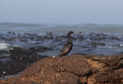 Phalacrocorax neglectus