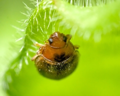 Rhyzobius chrysomeloides