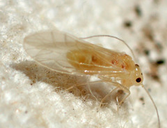 Valenzuela perplexus