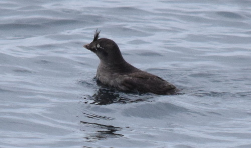Crested Auklet