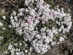 Phlox austromontana