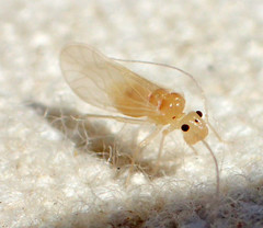 Valenzuela perplexus