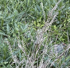 Perilla