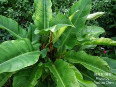 Philodendron sagittifolium