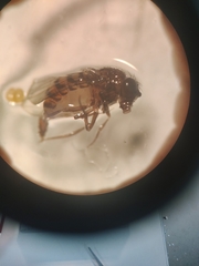 Drosophilidae