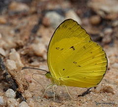 Eurema nicevillei