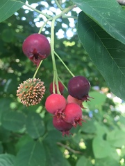 Amelanchier canadensis