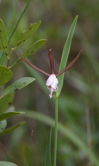 Cleistesiopsis oricamporum