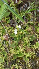 Ponthieva pseudoracemosa