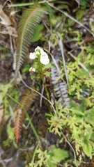 Ponthieva pseudoracemosa