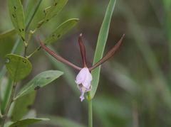 Cleistesiopsis oricamporum