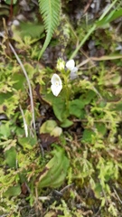 Ponthieva pseudoracemosa