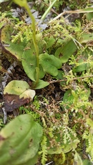 Ponthieva pseudoracemosa