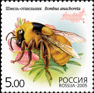 Bombus anachoreta