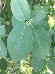 Amelanchier canadensis