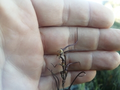Disa salteri