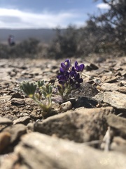 Lupinus flavoculatus