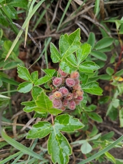 Rhus aromatica arenaria