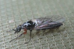 Dilophus antipedalis
