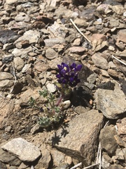 Lupinus flavoculatus