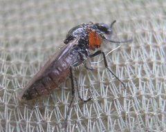 Dilophus antipedalis