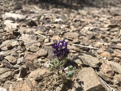 Lupinus flavoculatus