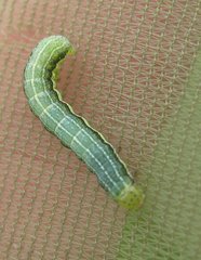 Orthosia gothica
