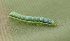 Orthosia gothica