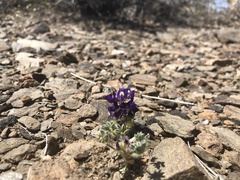 Lupinus flavoculatus