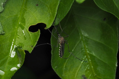 Armigeres subalbatus