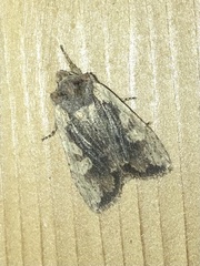 Lithophane hemina
