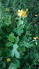 Chelidonium majus