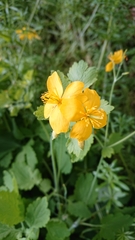 Chelidonium majus