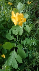 Chelidonium majus