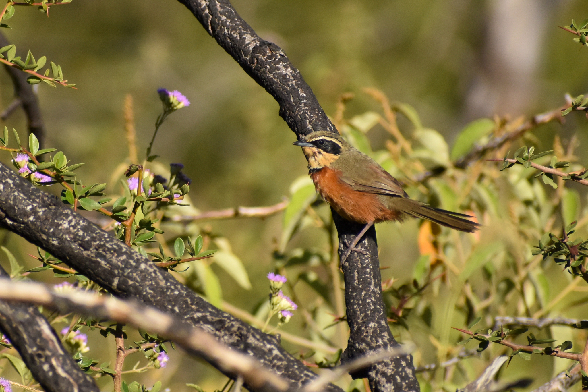 Olive-crowned Crescentchest illustration