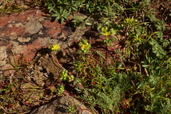 Ivesia webberi
