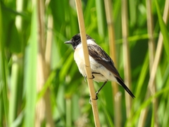 Saxicola maurus