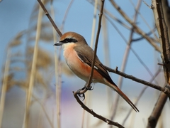 Lanius phoenicuroides