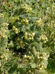 Scrophularia vernalis