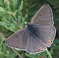 Tharsalea xanthoides