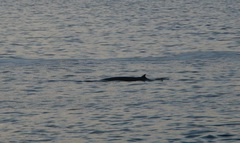 Balaenoptera edeni