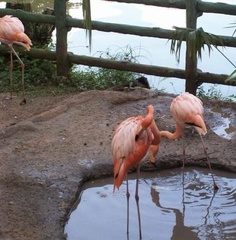 Phoenicopteriformes