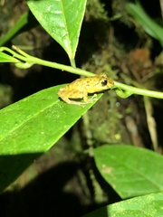 Pristimantis incomptus