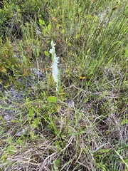 Spiranthes vernalis image